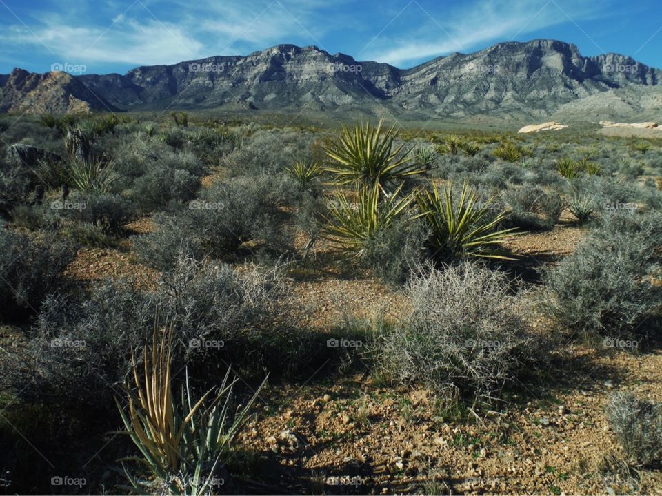 Desert Landscape 