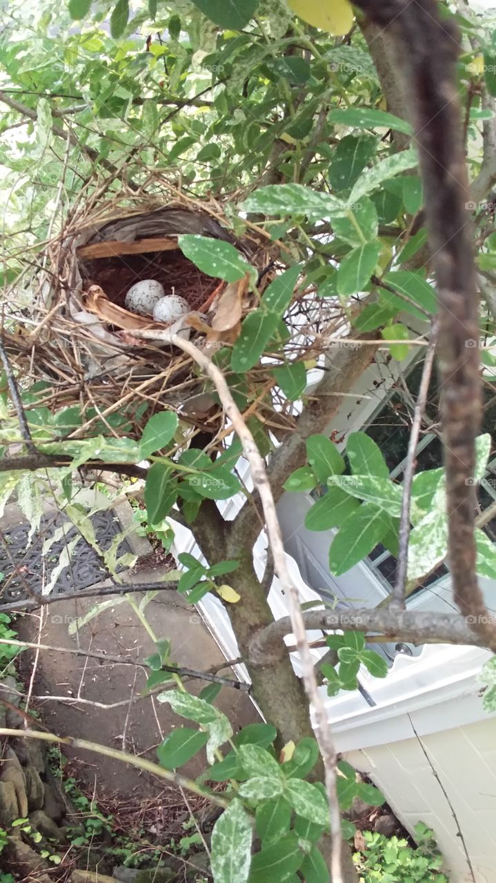 cardinal's eggs in nest