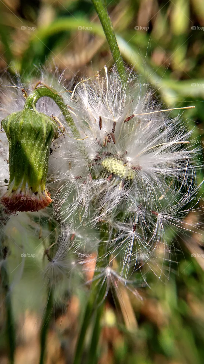 flower seeds