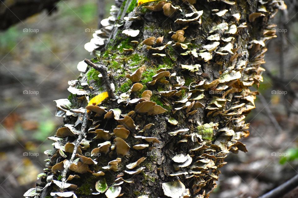 A large amount of shelf mushrooms covering a tree