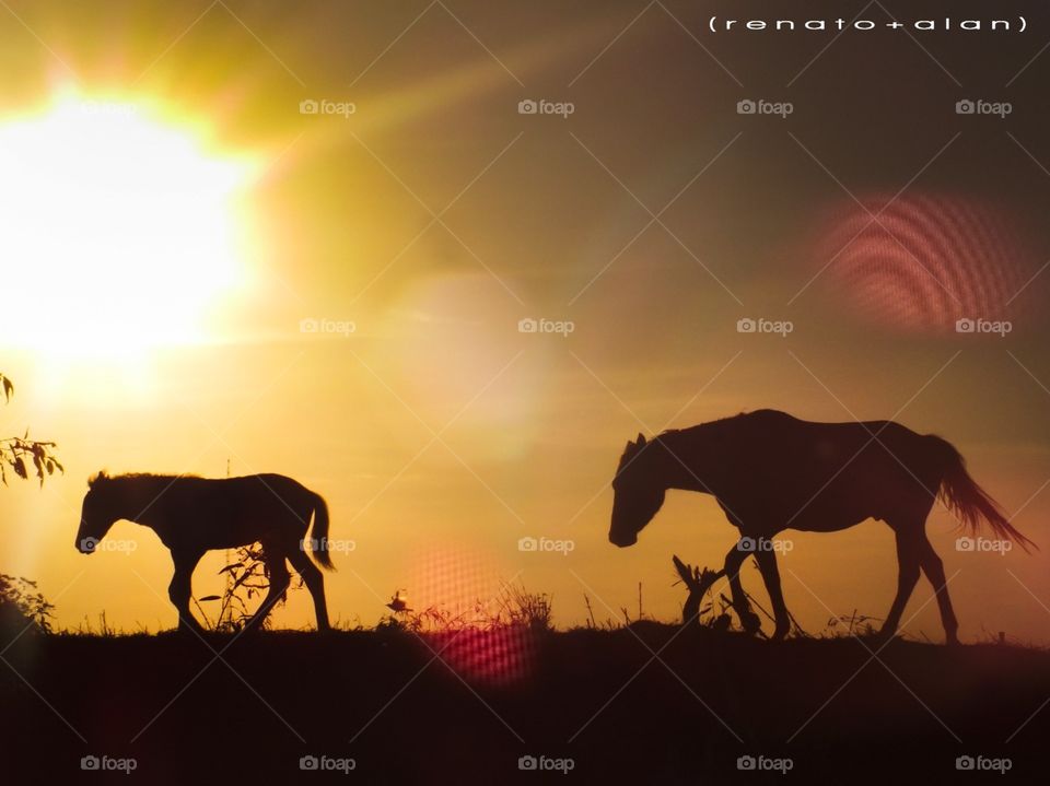 Sunset, Cavalry, Silhouette, Dawn, Mammal