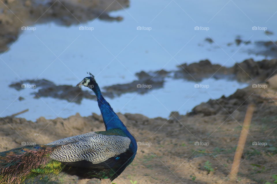 Yala national park 