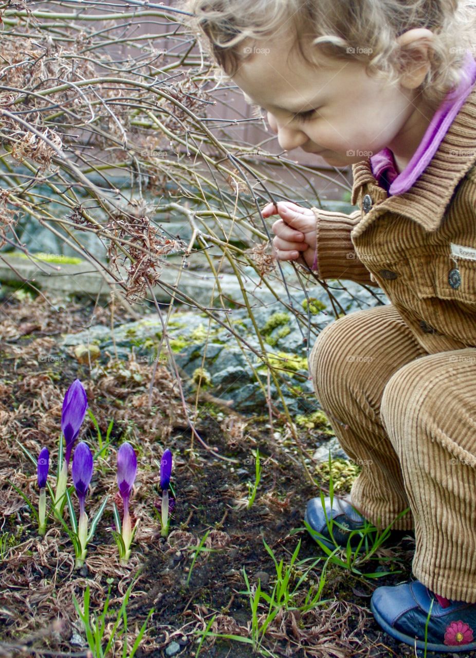 Little girl knees down to look at spring crocus 