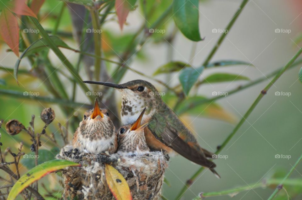 Hummingbird with chicks