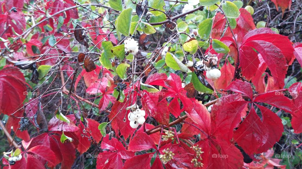 Red leaves in the autumn and white berries