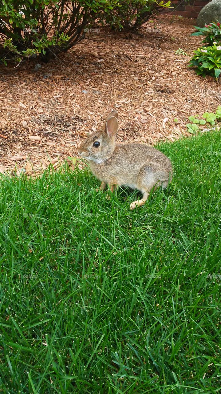 baby bunny