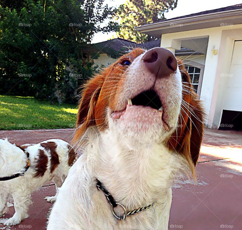 Howling Dog
