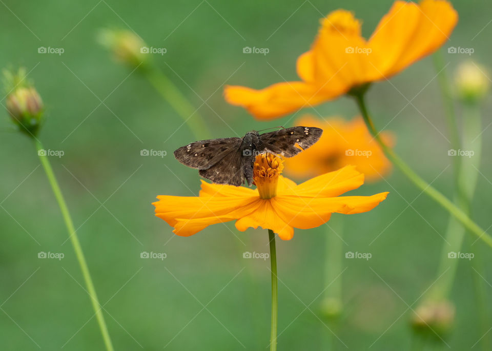 Small butterfly on yellow flowers 