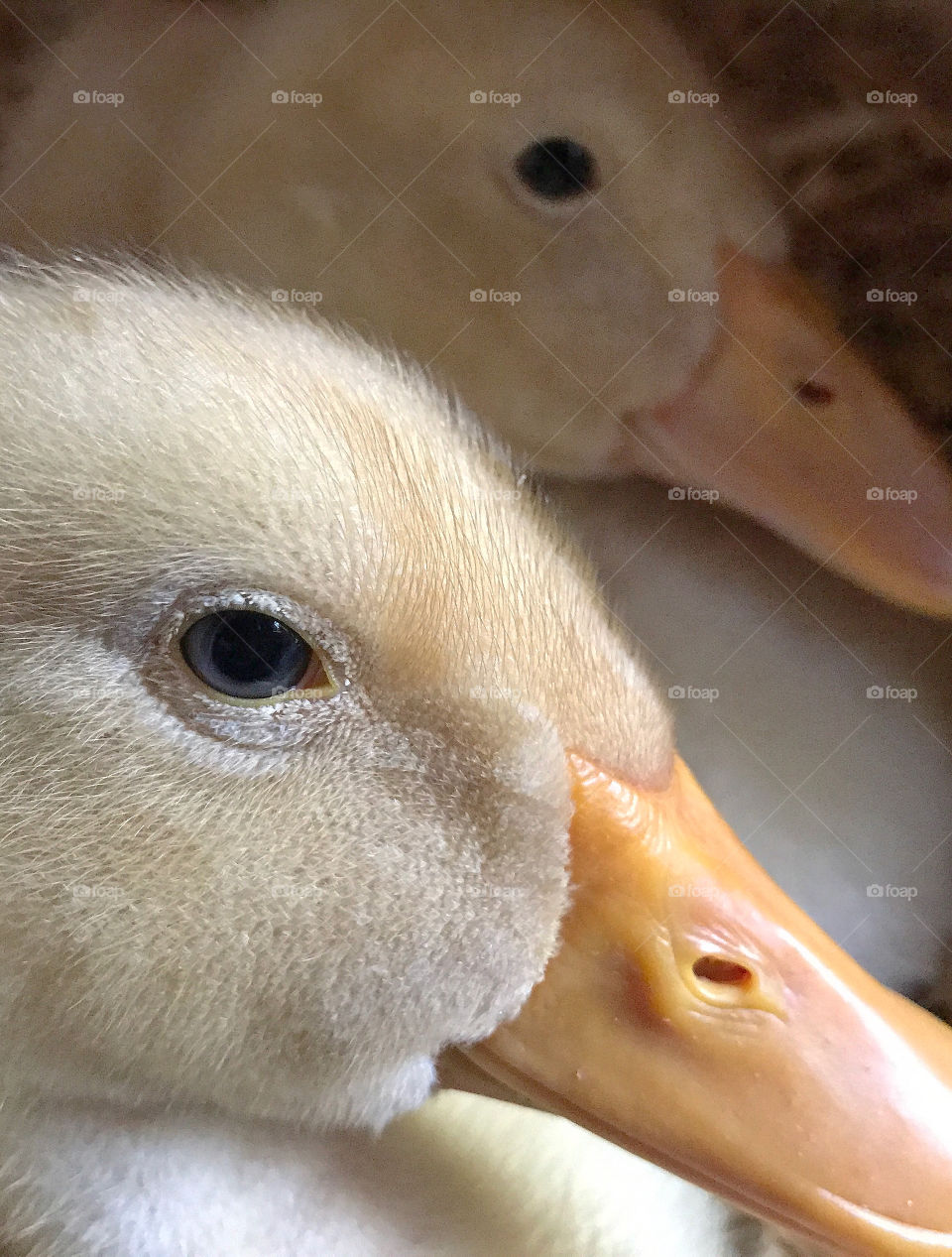 Beautiful eyes. 👁