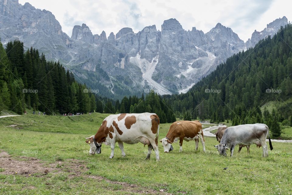 Cows in the countryside grazing in a green beautiful valley surrounded by mountains 