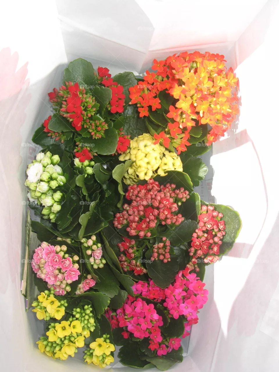 Kalanchoe Flowers