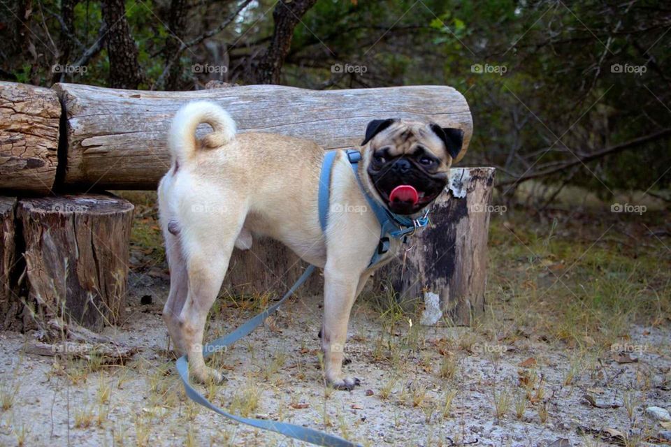 Handsome pug. this is where we have our campfires