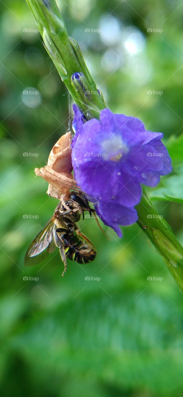 Little spider catches honey bee.
