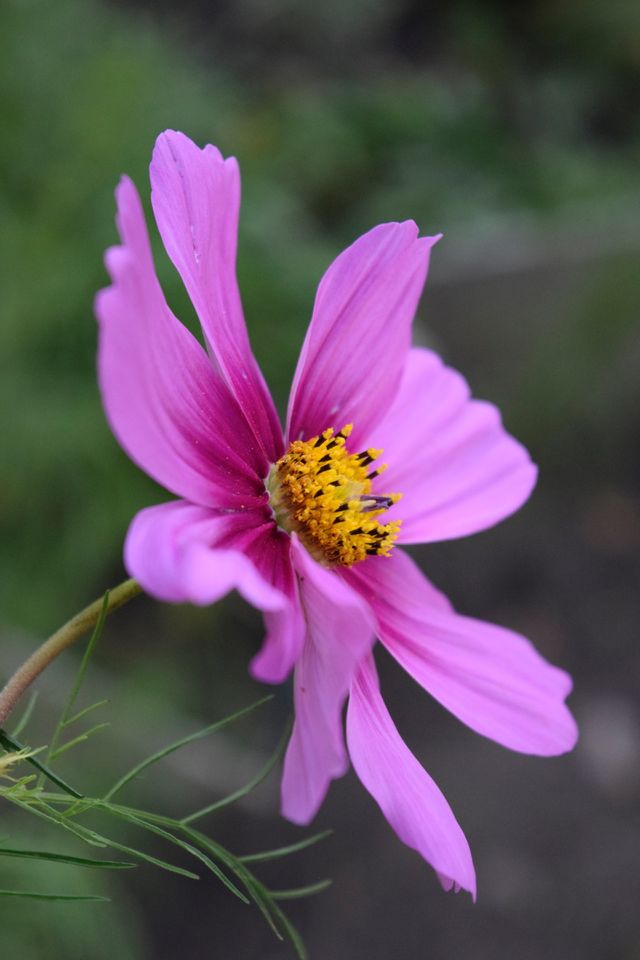 Pink flower 