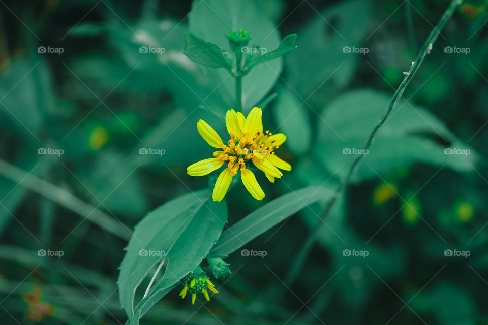 Flower in the garden