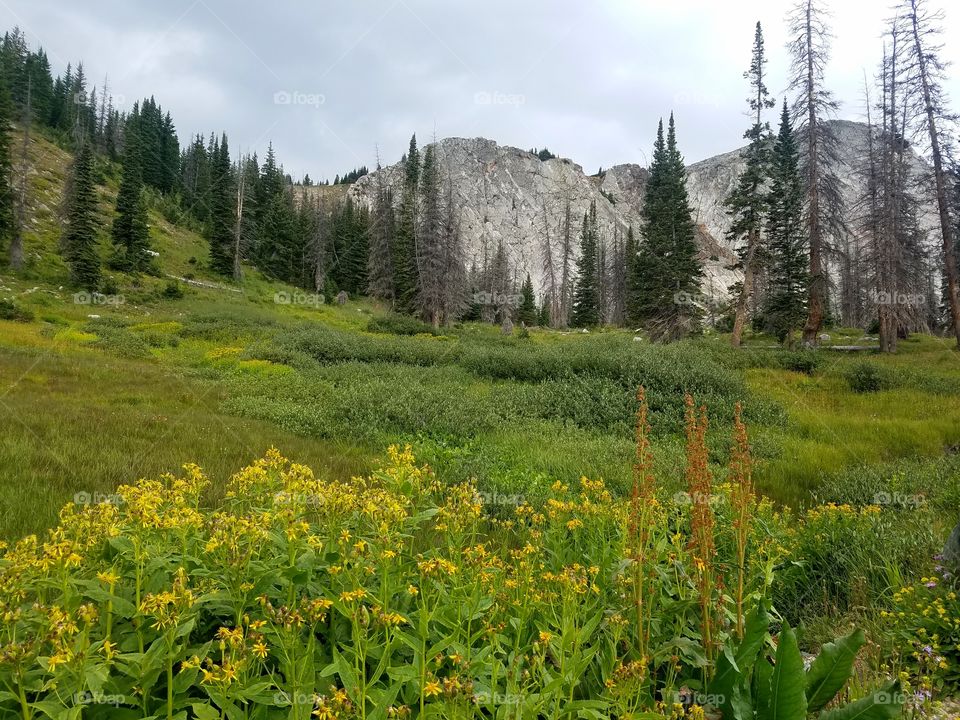 Wyoming Mountains and Wildflowers