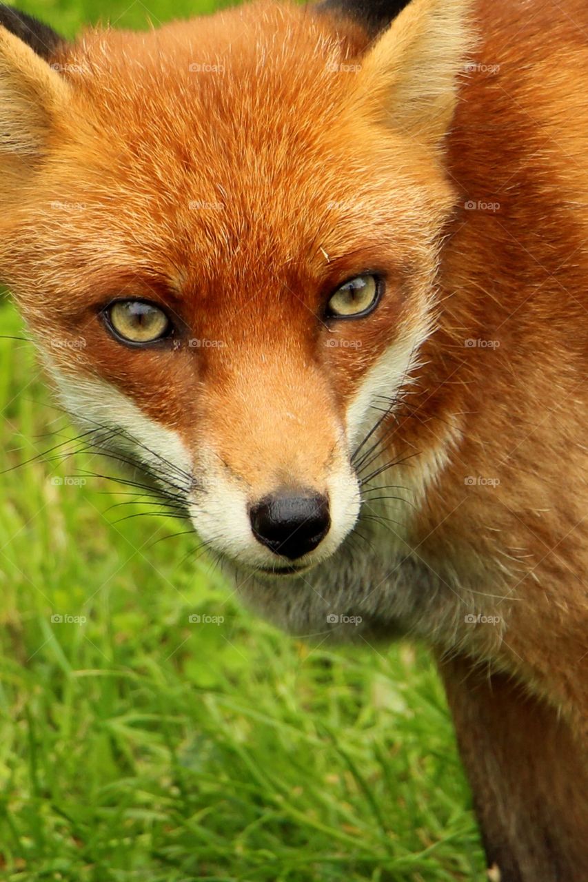Staring fox