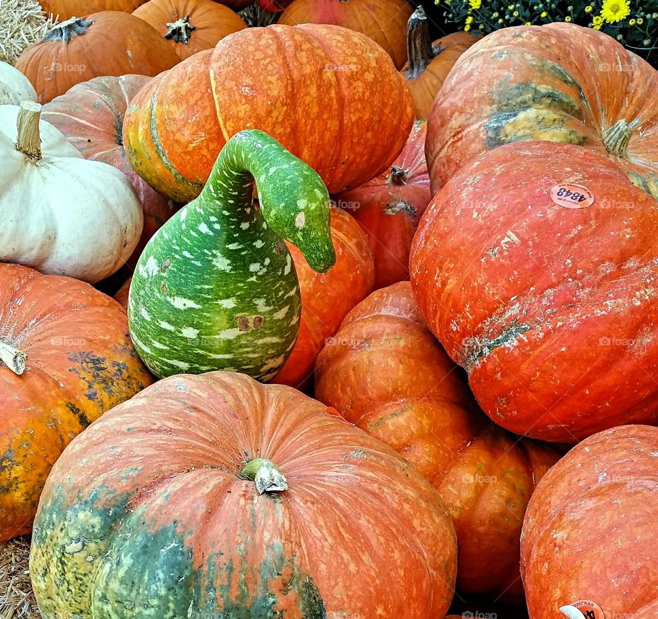 Crooked Neck squash & pumpkins. Green crooked neck squash with pumpkins.