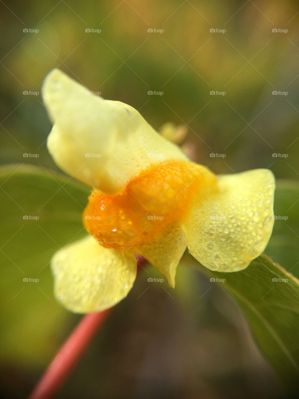 Closeup of tiny yellow flower 