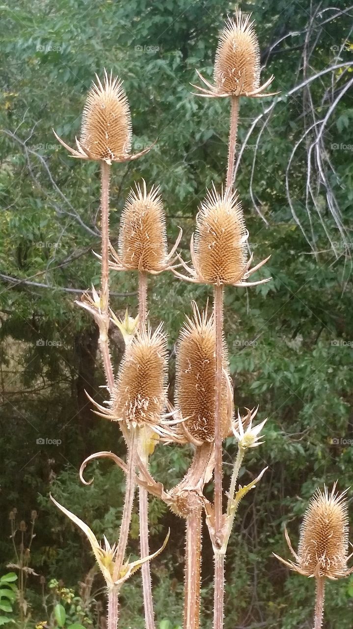 Fall Thistle