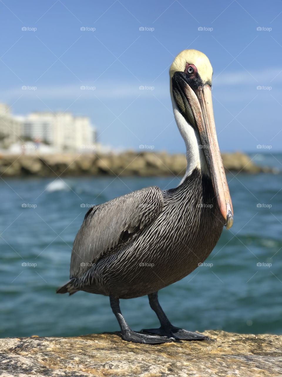 A pelican tanning at a rock in Boca Raton. 