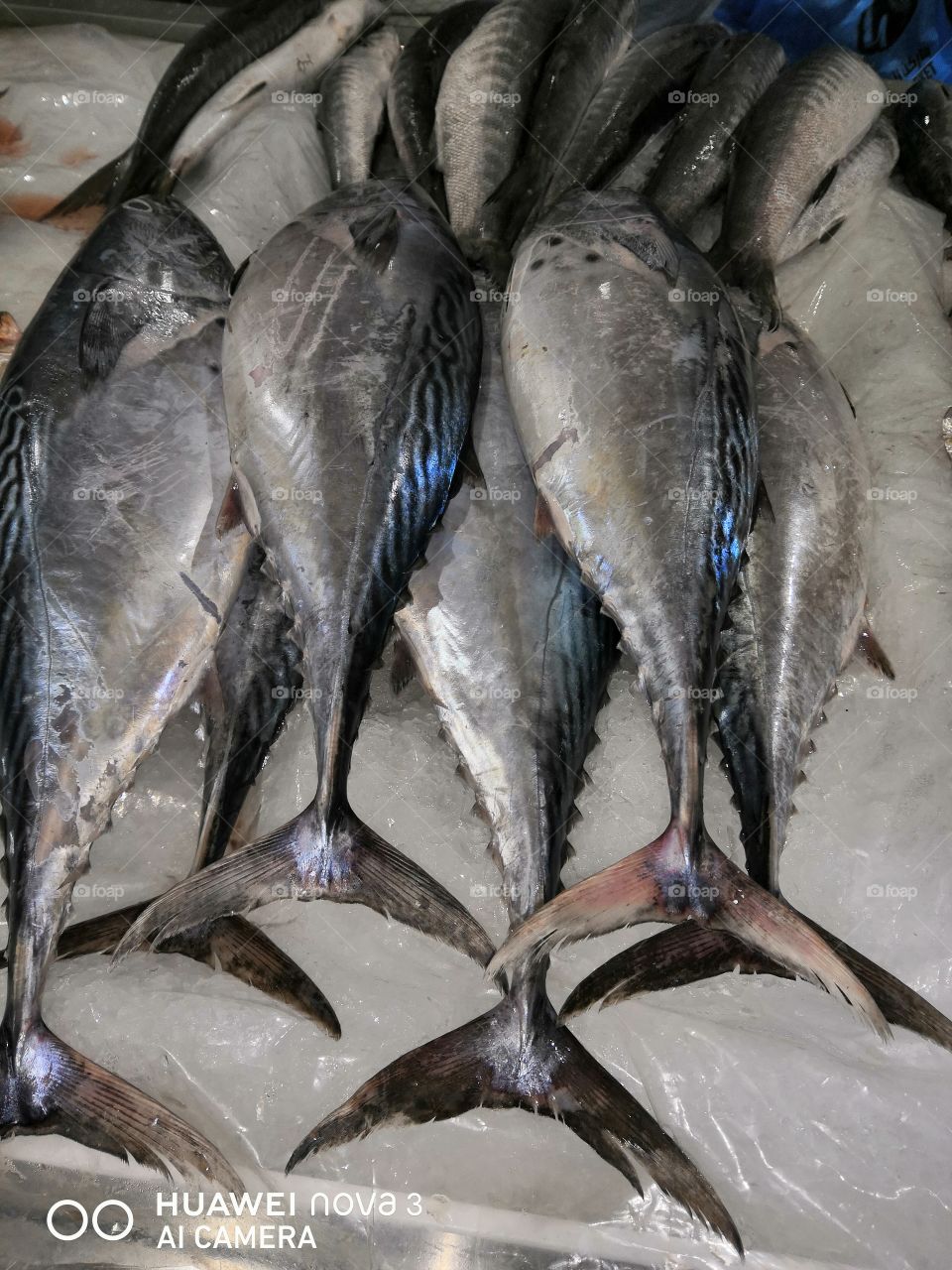 Dubai fish