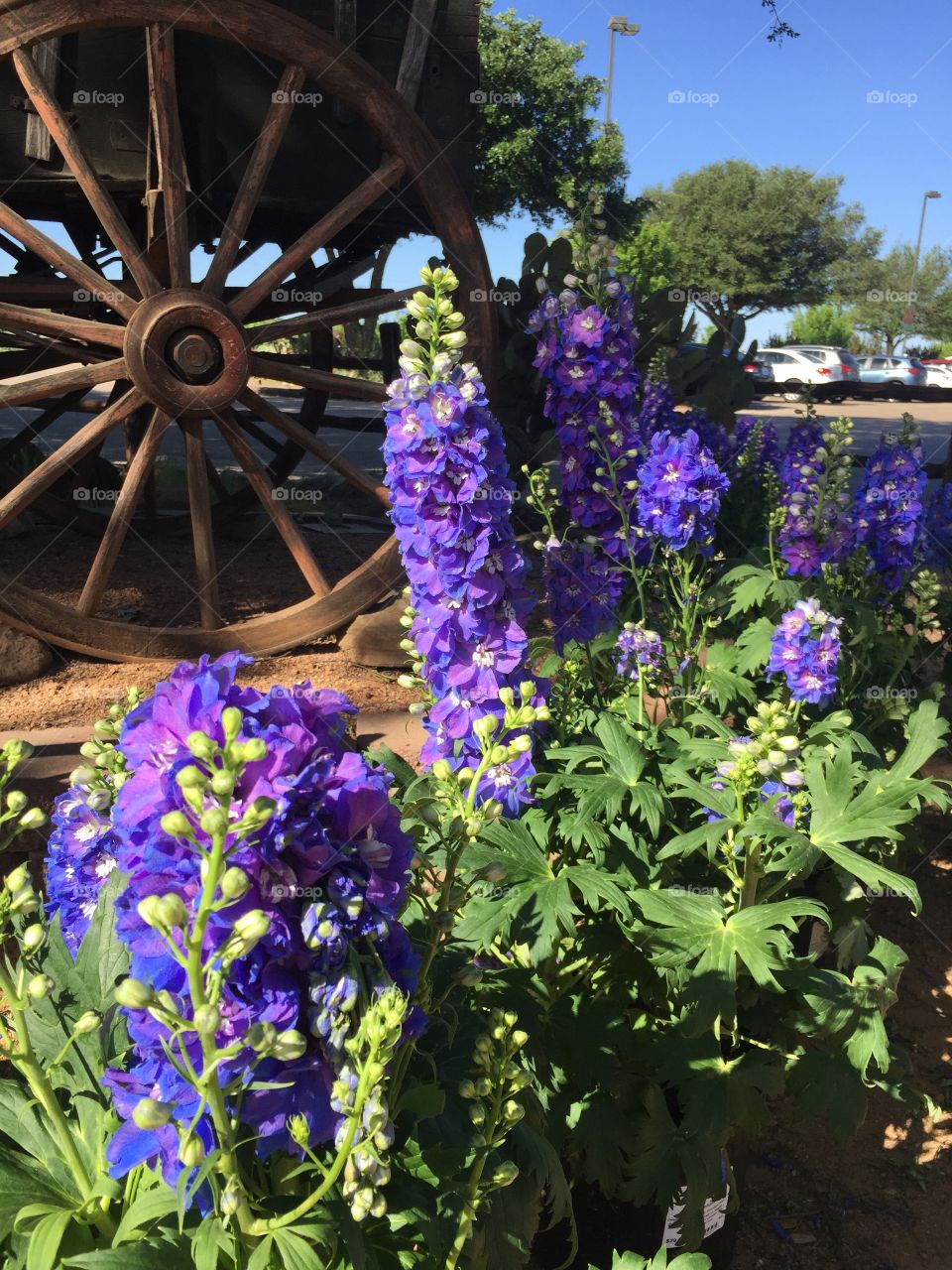 Bluebonnets stand out in front of a wooden wagon wheel. No people in sight.      
