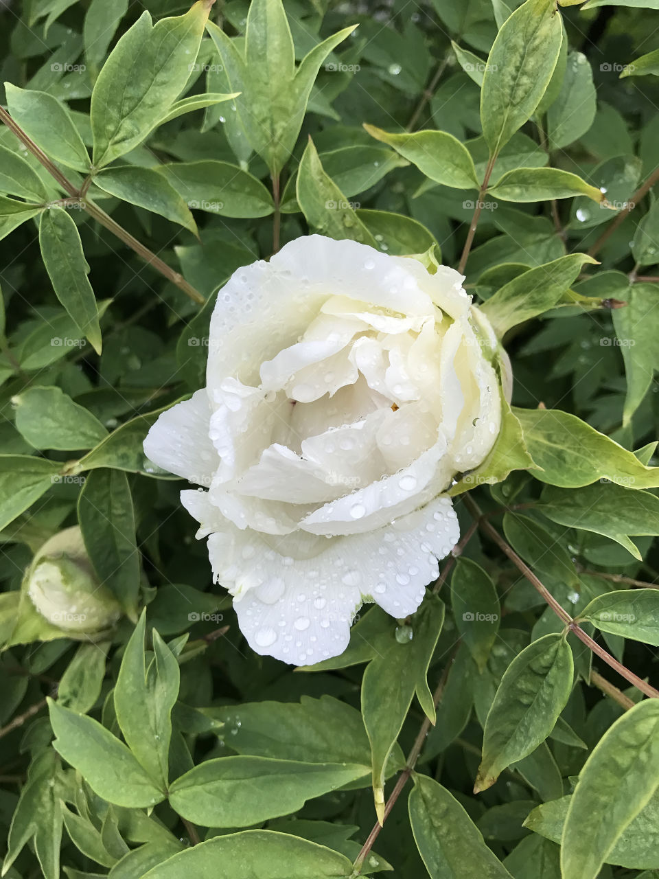 White peony flowers in the garden