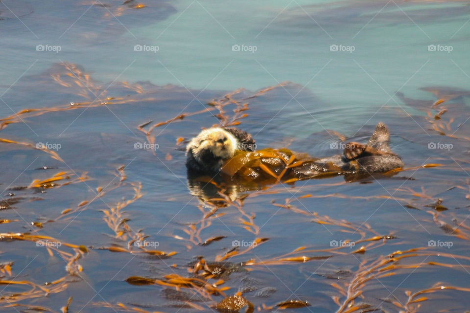 Smiling sea otter