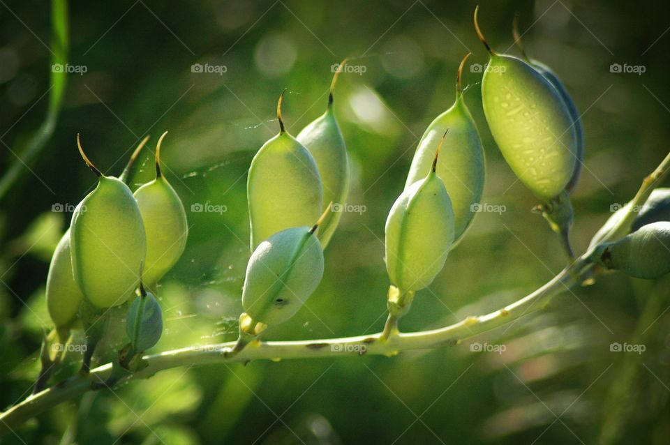 baptisia pods