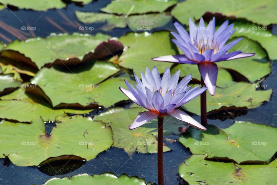 Lotus in the Pond