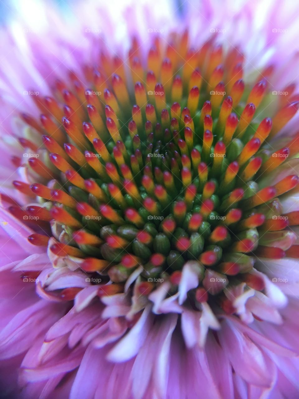 Flower closeup