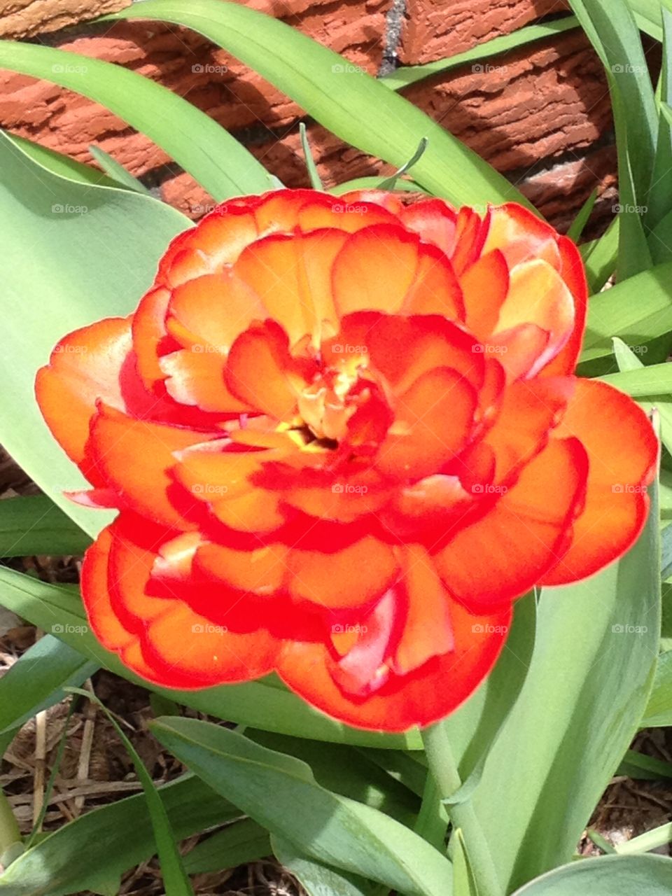 Beautiful fully opened red tulip