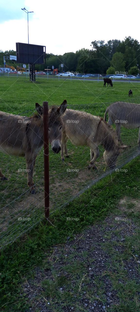 curious donkeys