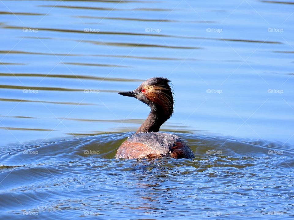 Black-necked grebe