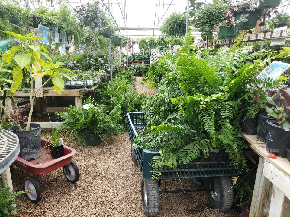 Garden Store indoor plant shopping