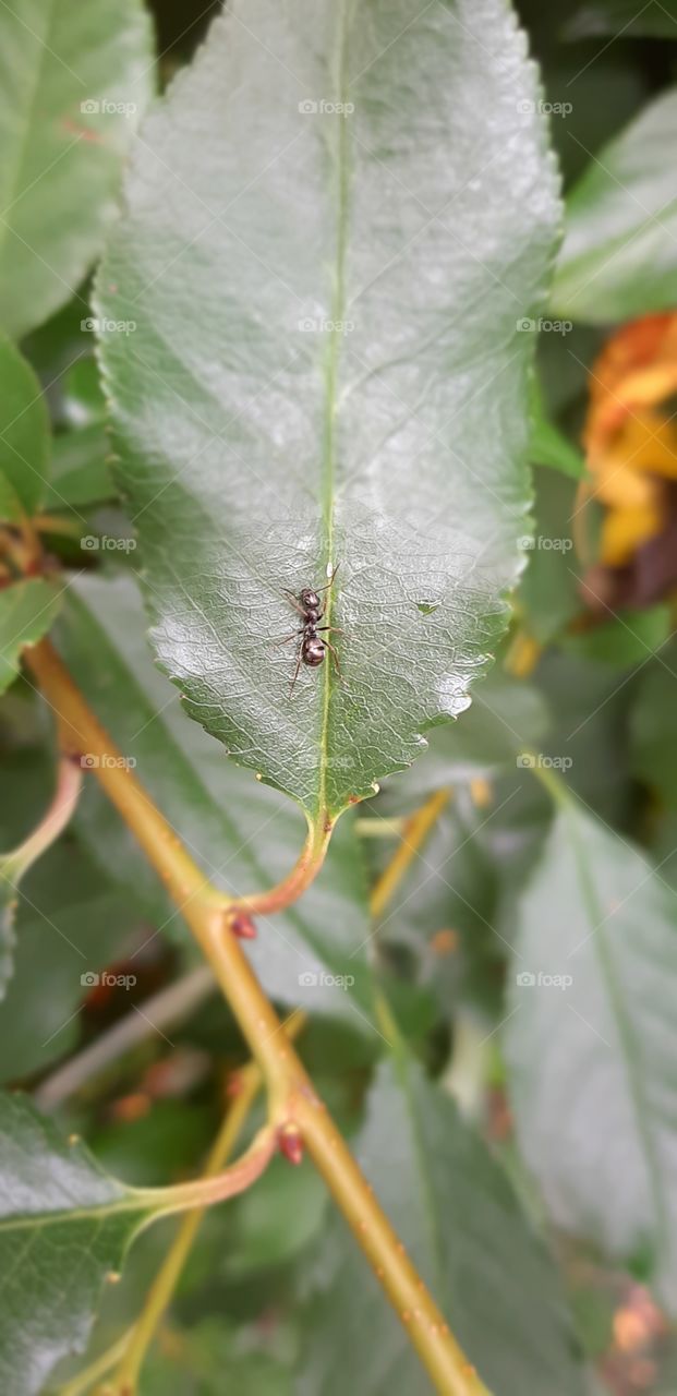An ant on a cherry leaf