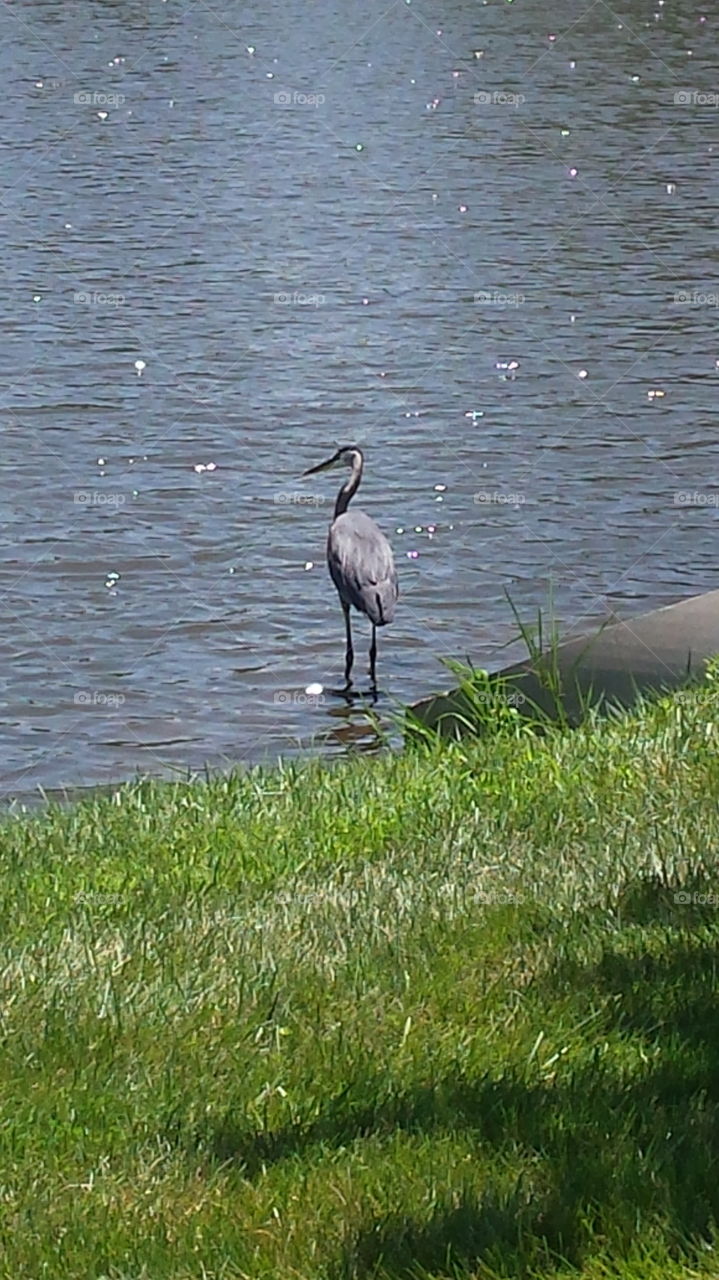 Birds of pond. trail walk pond bird
