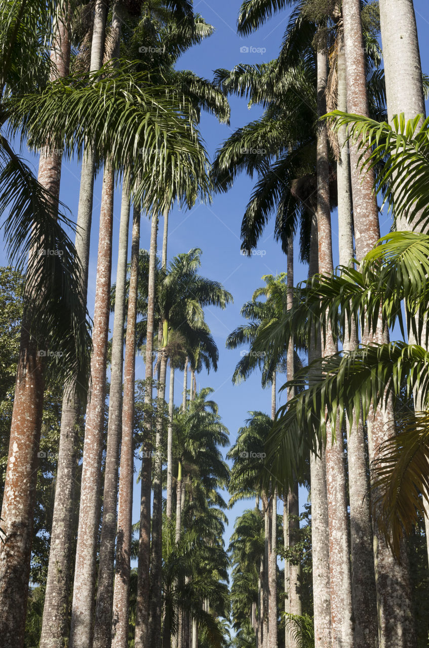 Palm Trees in Rio de Janeiro
