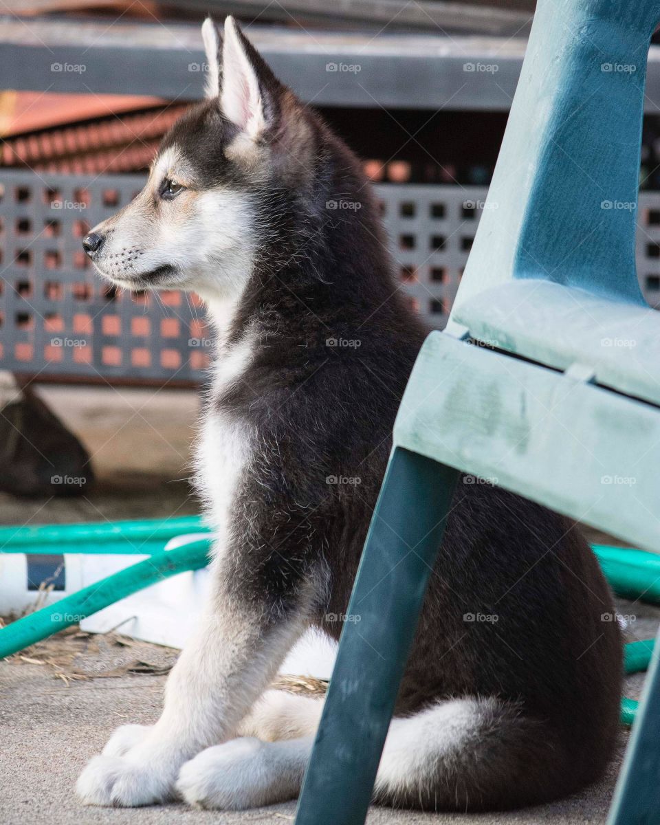 Dark haired Alaskan husky puppy sitting in a profile position.  