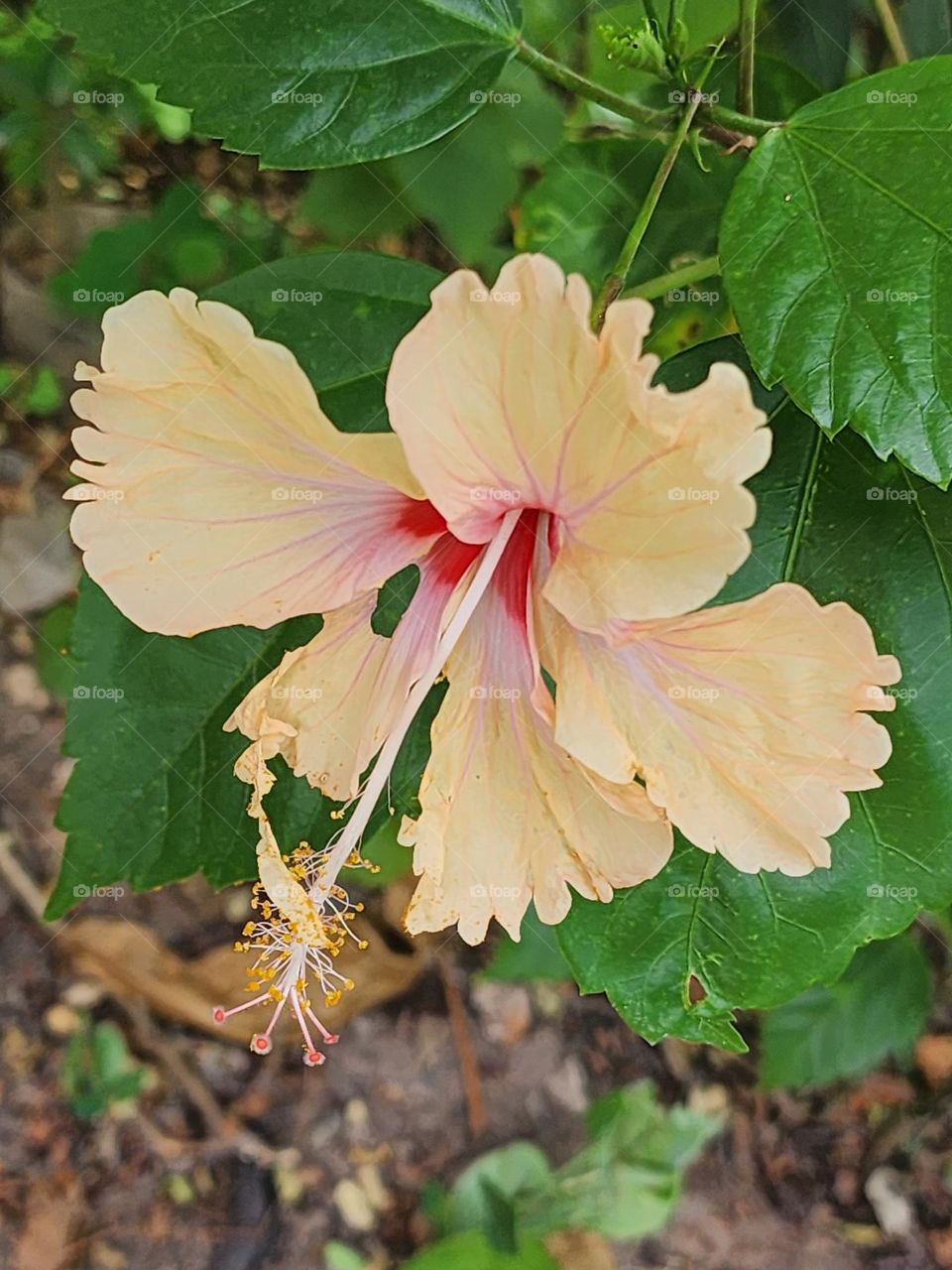 peach and white hibiscus