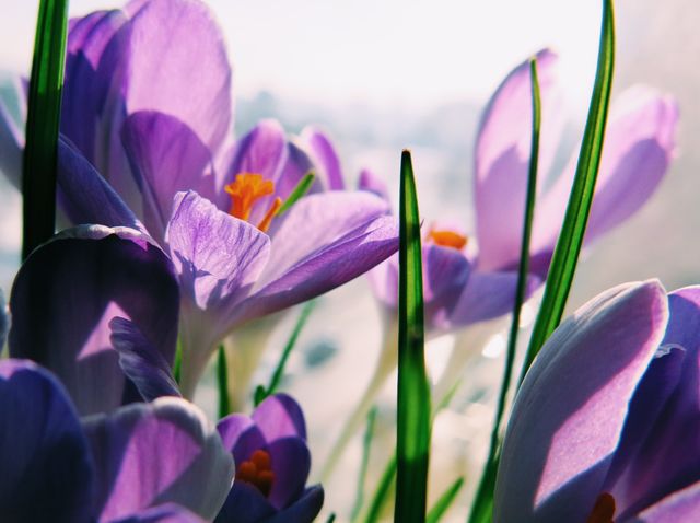 Crocuses