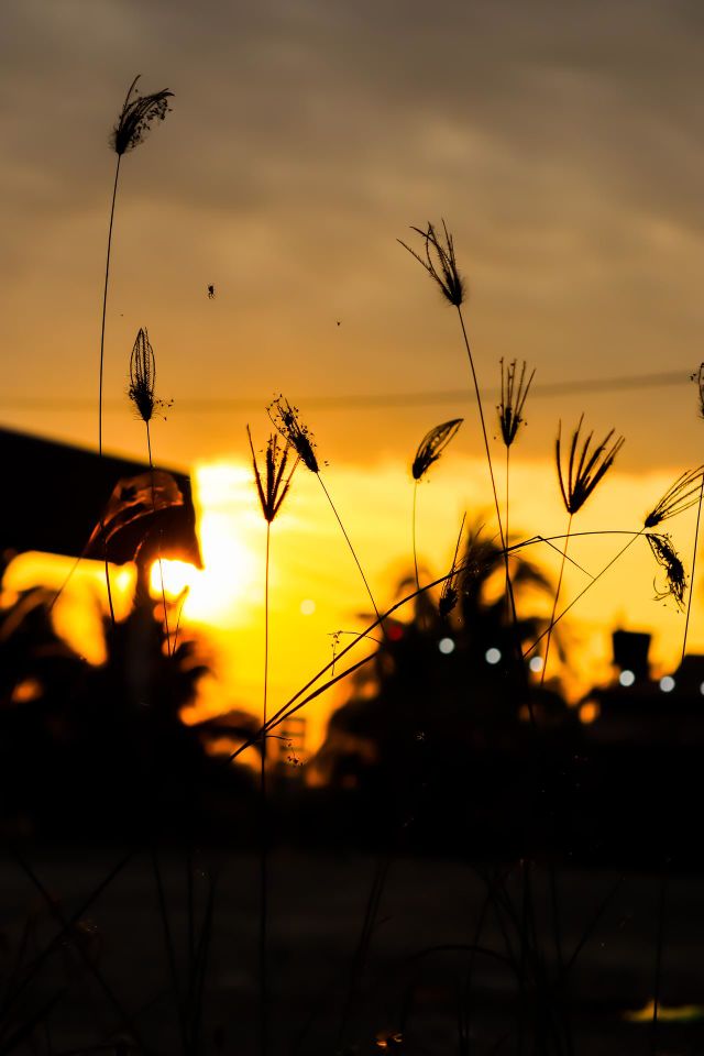 A yellow sunset and silhouette of some wild grass 