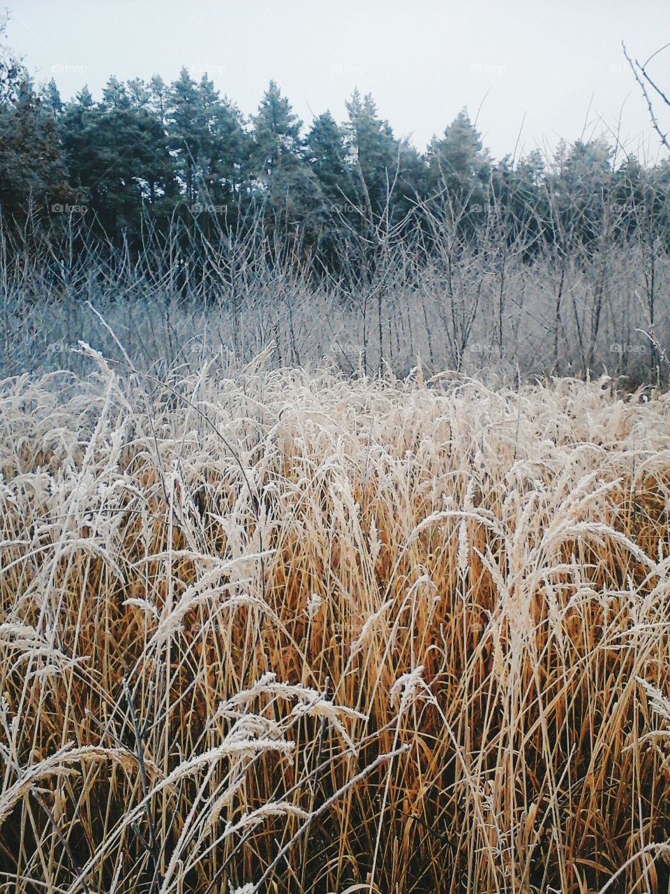 winter forest