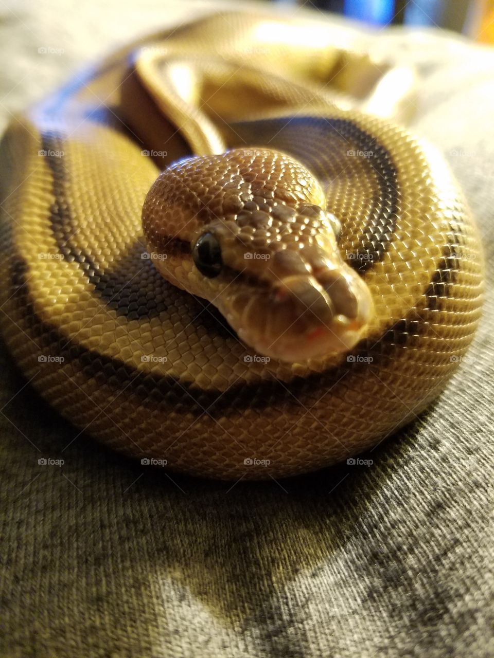 my ball python Macchiato relaxing on my pillow