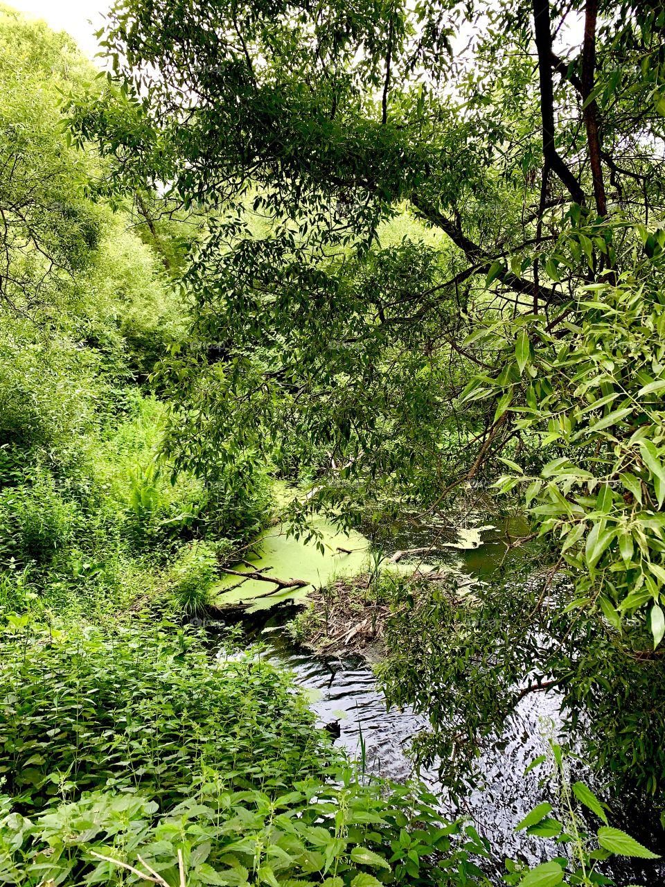 Overgrown duckweed lake in the forest