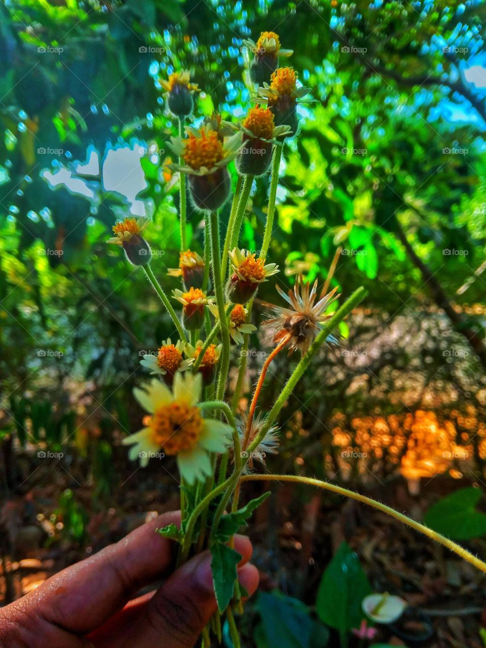 tridakx flowers  💐 💐