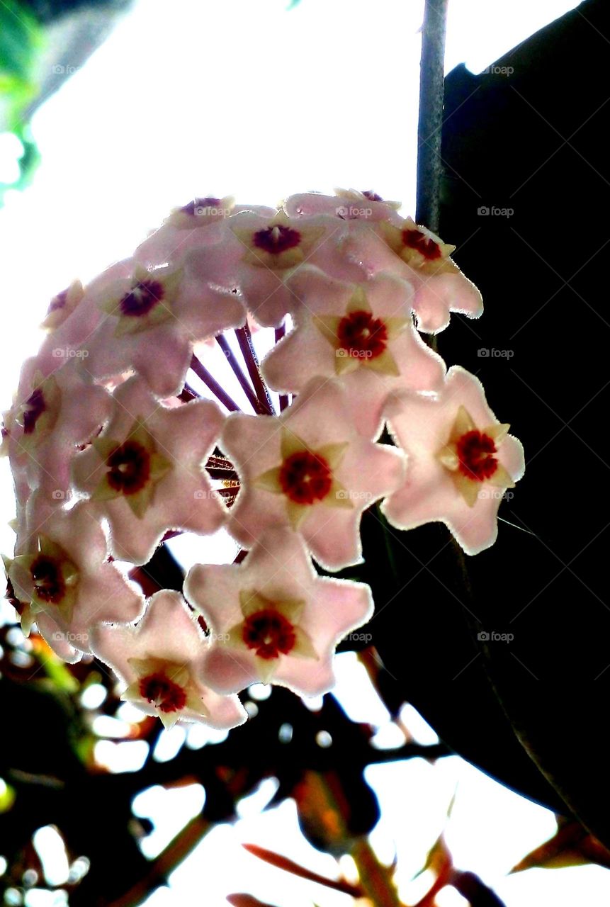 naturelove, beautiful, flowers, pink, drak, nature