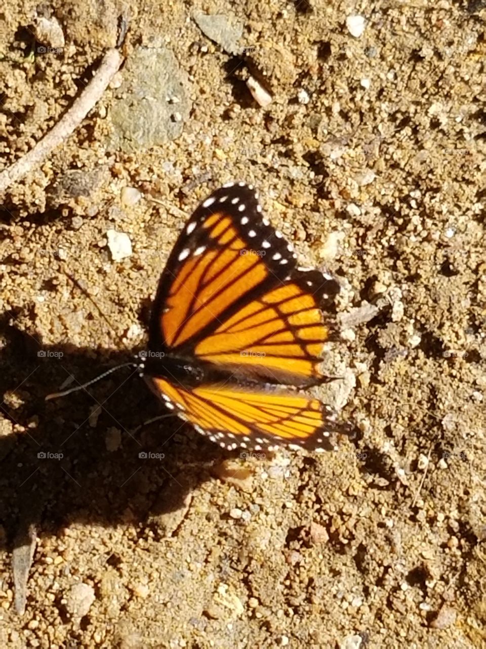 Butterflies fly away