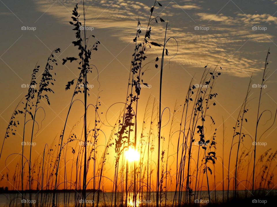 A magnificent Golden Hour Sunset descending is seen through the sea oats along the sandy beach